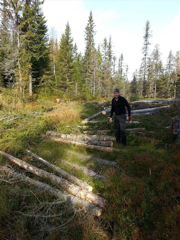 Morten Furu sjekker stokkene som kavler i den blaute myra syd for Bjønnputten. Foto: Reidar Selvig